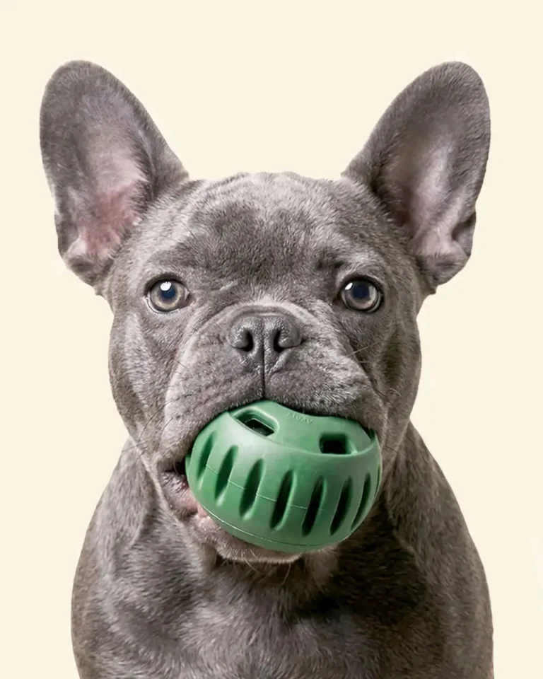 Blue French bulldog portrait with Batpig Ball Frenchie Food Toy in it's mouth