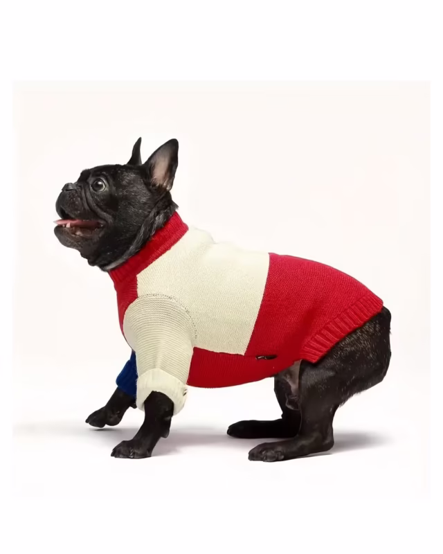 Black brindle Frenchie wearing ChunkLoom French Bulldog Jumper