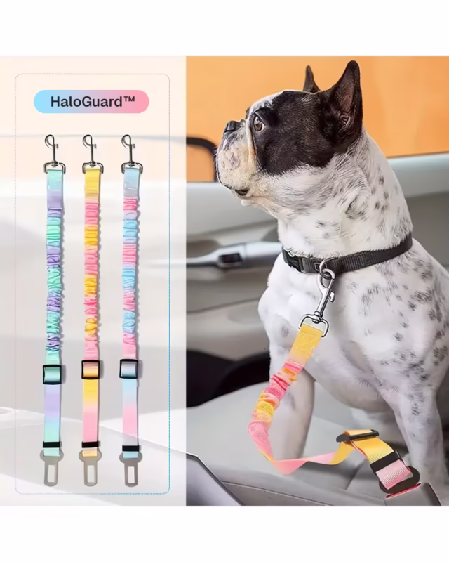 French bulldog sitting in a car backseat, wearing HaloGuard™ Dog Safety Belt