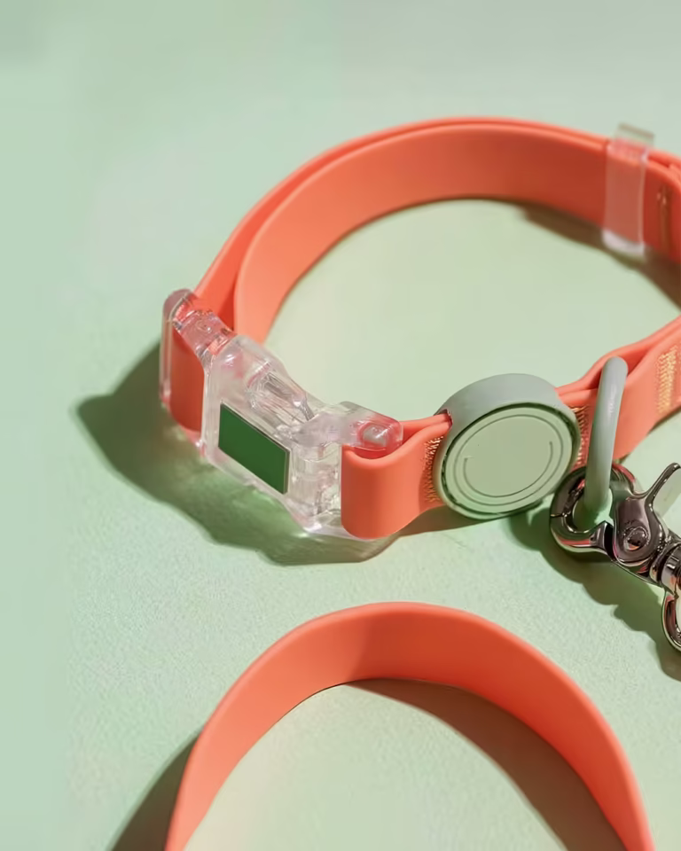 Jelly Collar & Leash Set