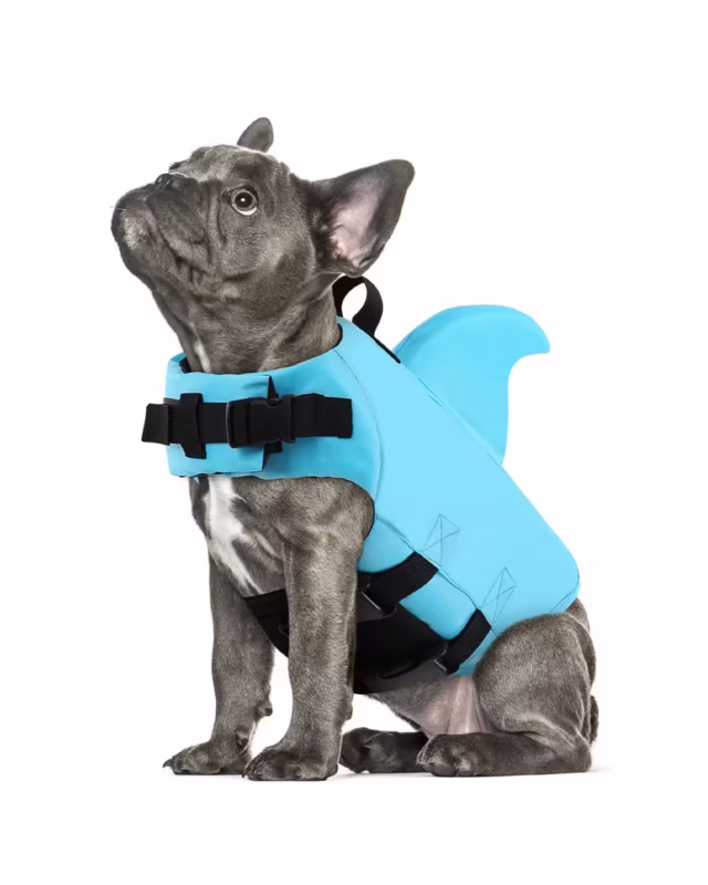 Frenchie puppy wearing Shark French Bulldog Life Vest in blue color