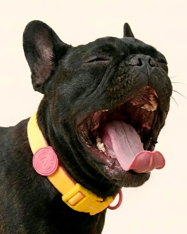 Black French bulldog wearing French Bulldog Collar and Leash Set