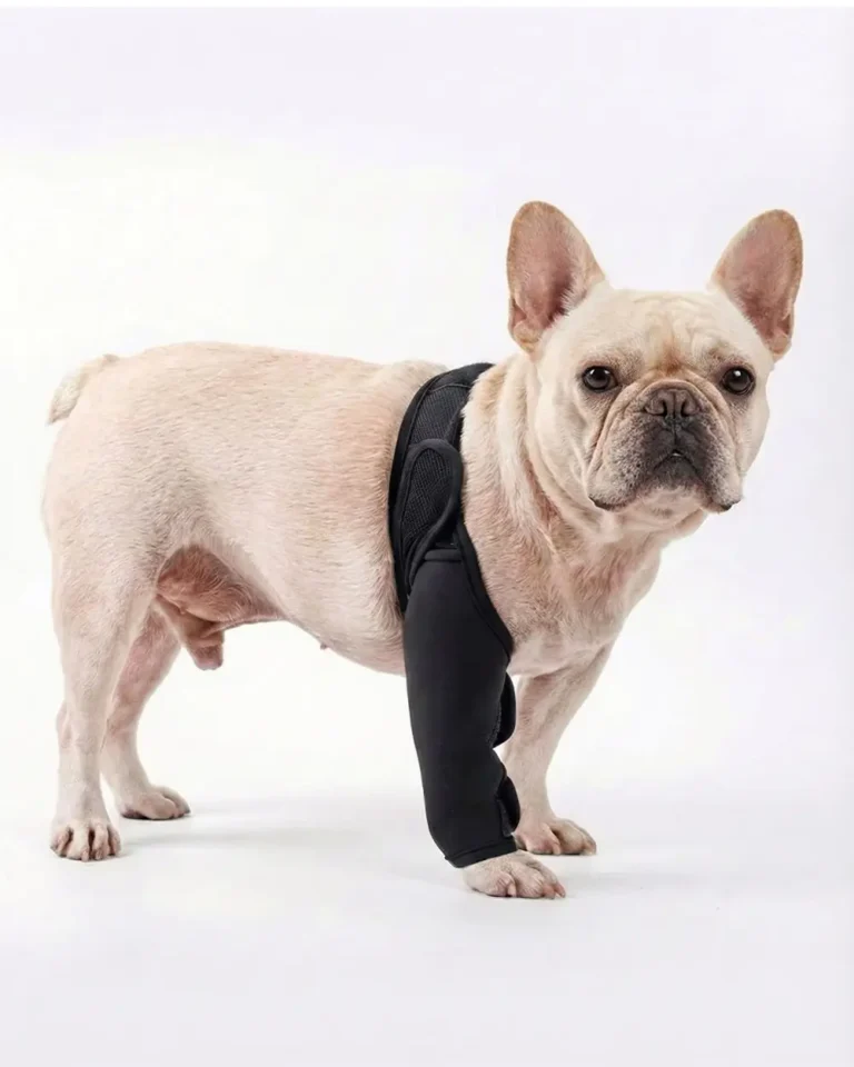 French bulldog leg brace