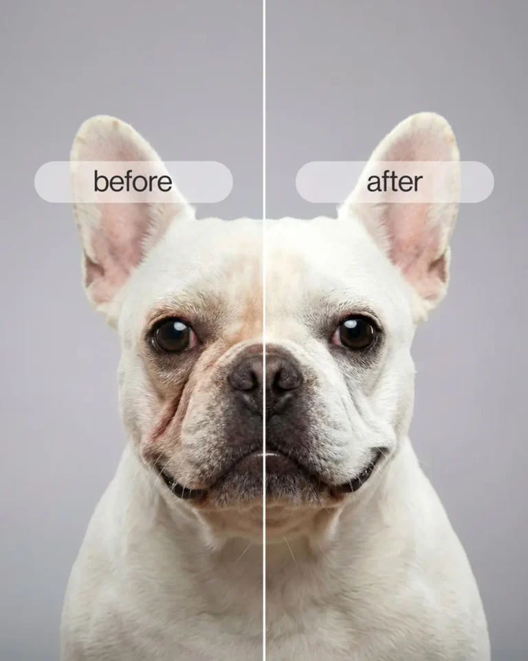 French bulldog head showing effects of the French Bulldog Tear Stain Remover - before & after!