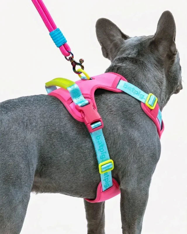 Frenchie wearing JellyWalk French Bulldog Harness Set