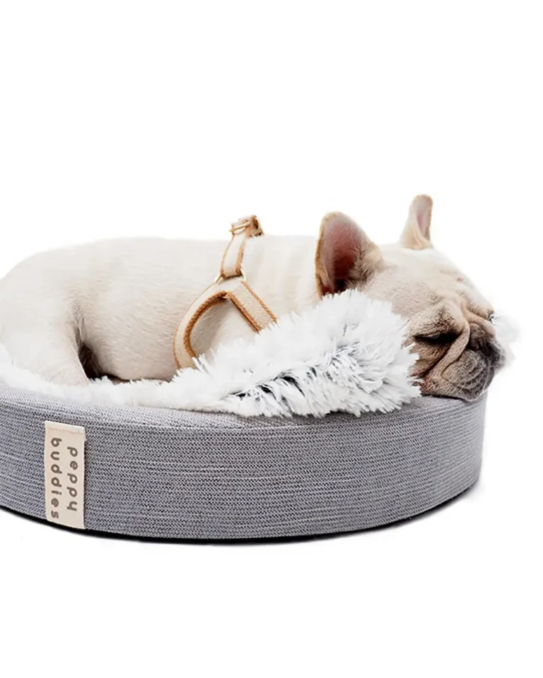 Orthopedic Anatomical Frenchie Dog Bed with white French bulldog sleeping in it