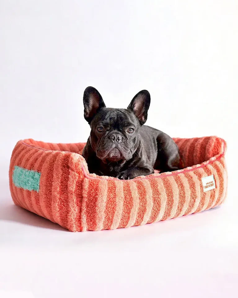 Black adult French bulldog resting in the Striped French Bulldog Bed in coral orange color