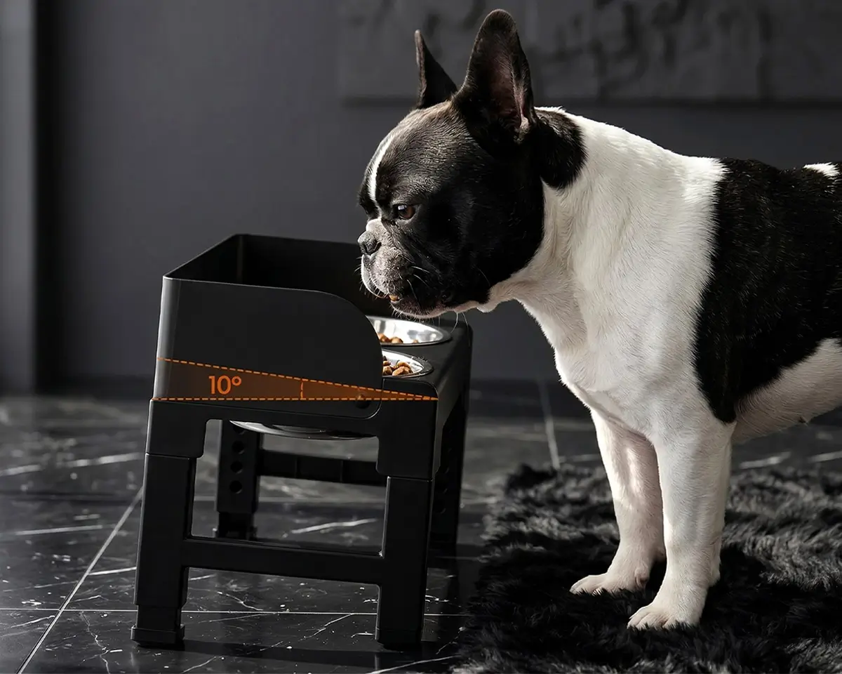 French Bulldog eating from an adjustable elevated slow feeding bowl at correct height