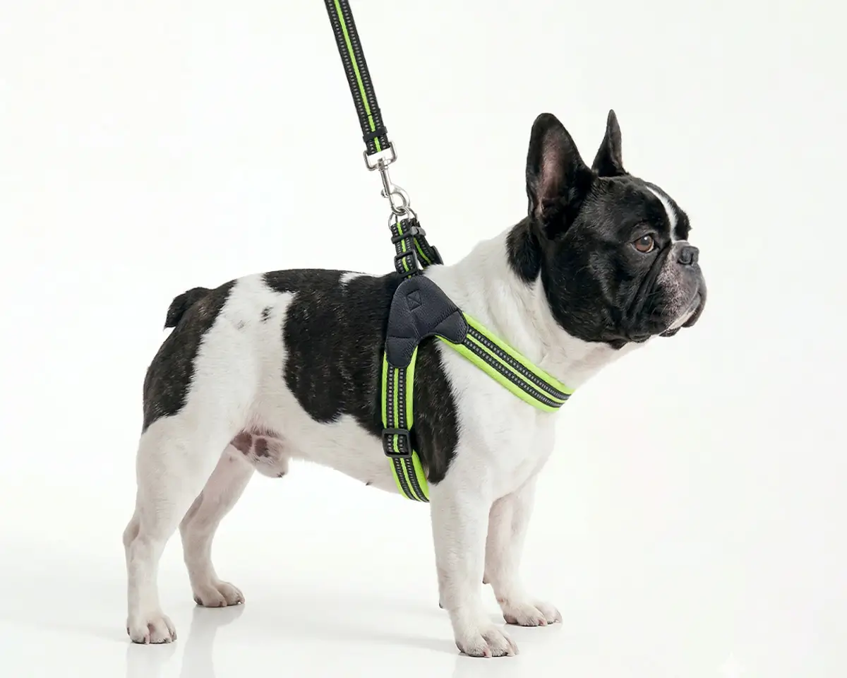 Vet-Designed French Bulldog Harness