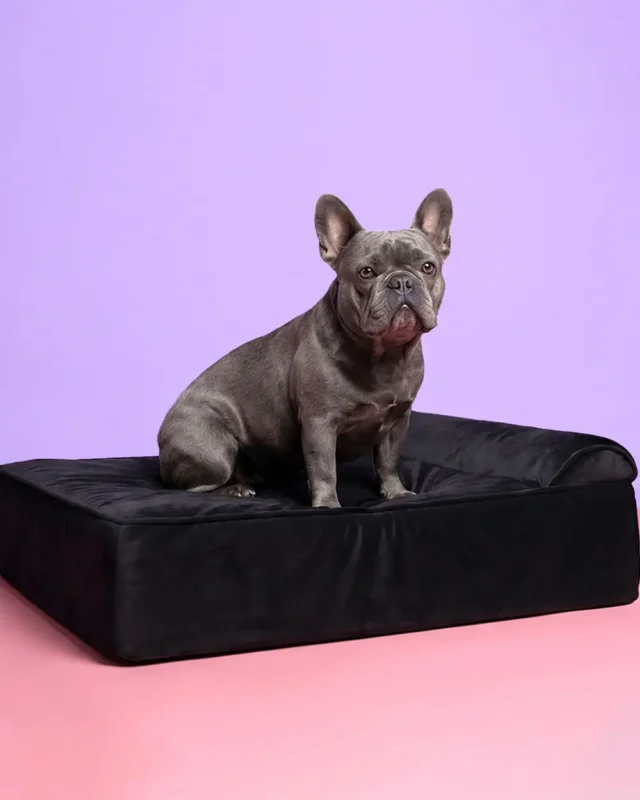 Blue French Bulldog on the Noblesse Frenchie Orthopedic Dog Bed in black velvet, lavender and pink background